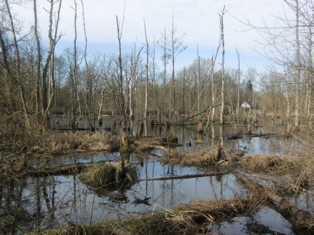 Brüggen : Schwalm-Panorama, Blick auf eine Sumpflandschaft der Schwalm